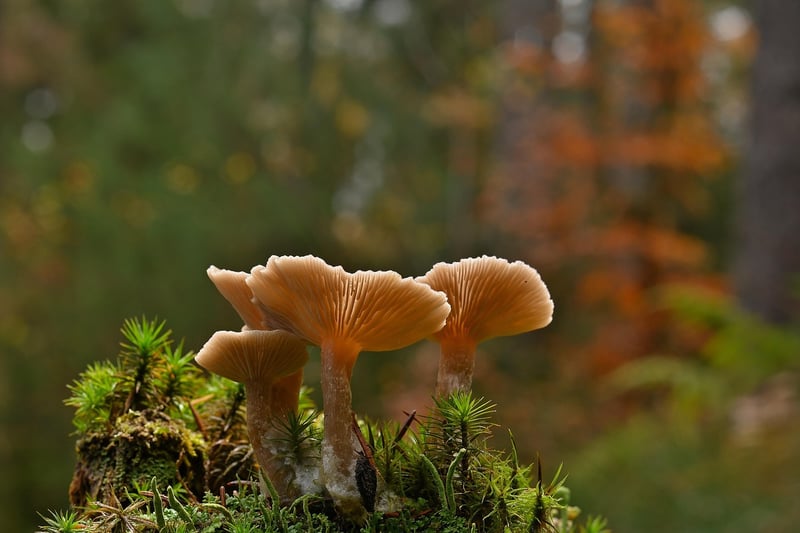 Local Produce