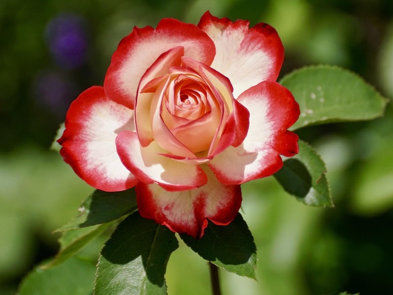 Rose Infusion